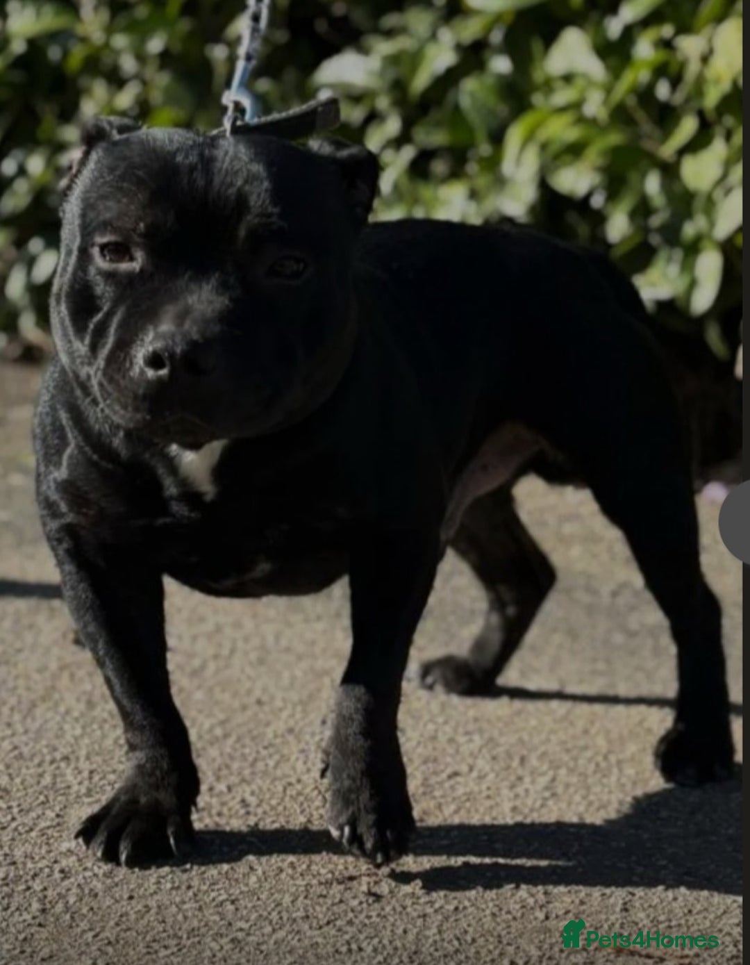 Staffordshire Bull Terrier dogs for stud: Black and blue studs - Image 2