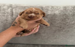 Cocker Spaniel dogs for sale: Show cocker spaniel puppies  - Image 9