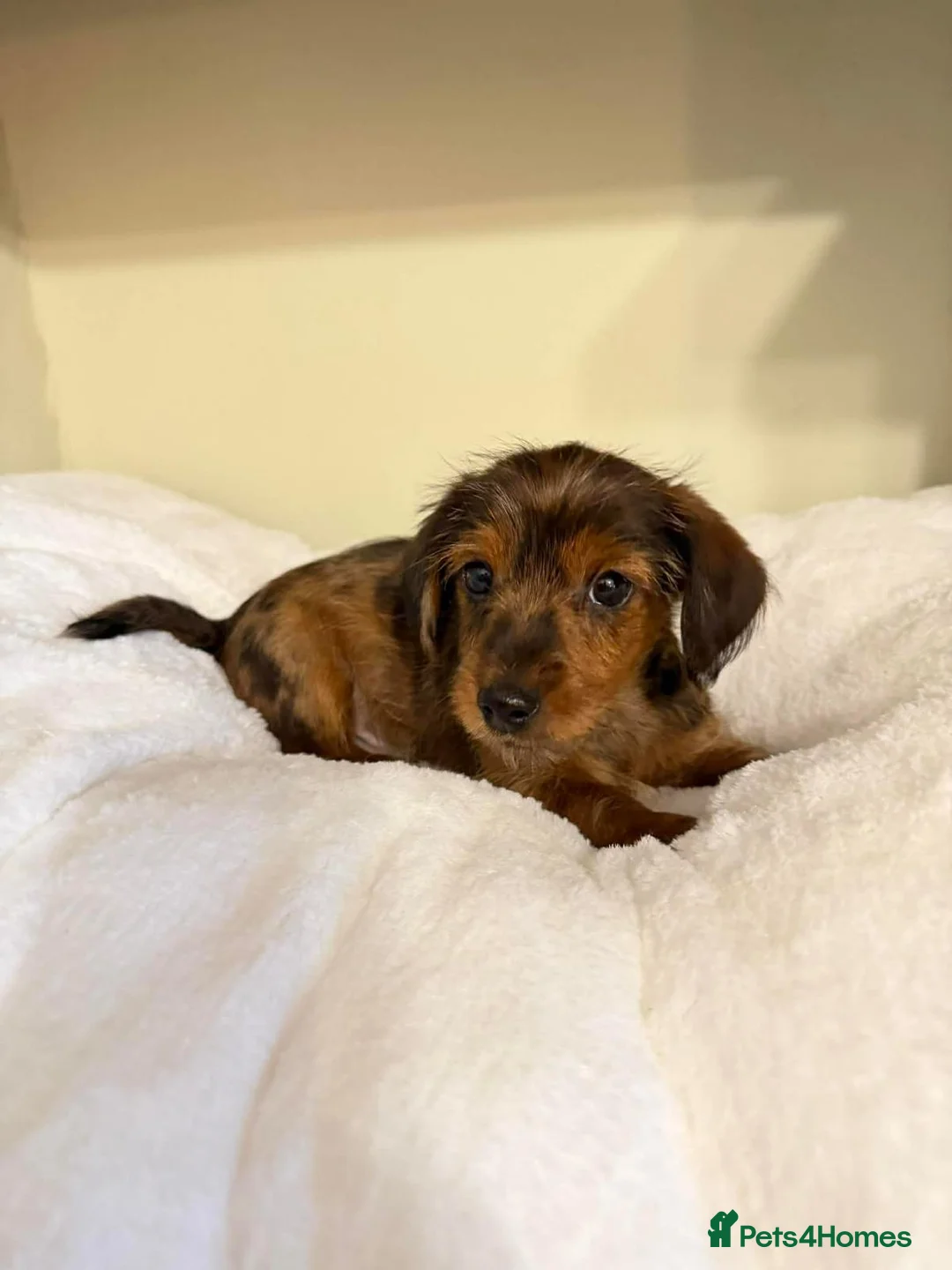Dachshund dogs for sale: 6 dachshund puppies for sale   - Advert 8