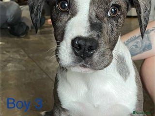 Mixed Breed dogs Beautiful Bully X Cocker Spaniel puppies - Advert 1