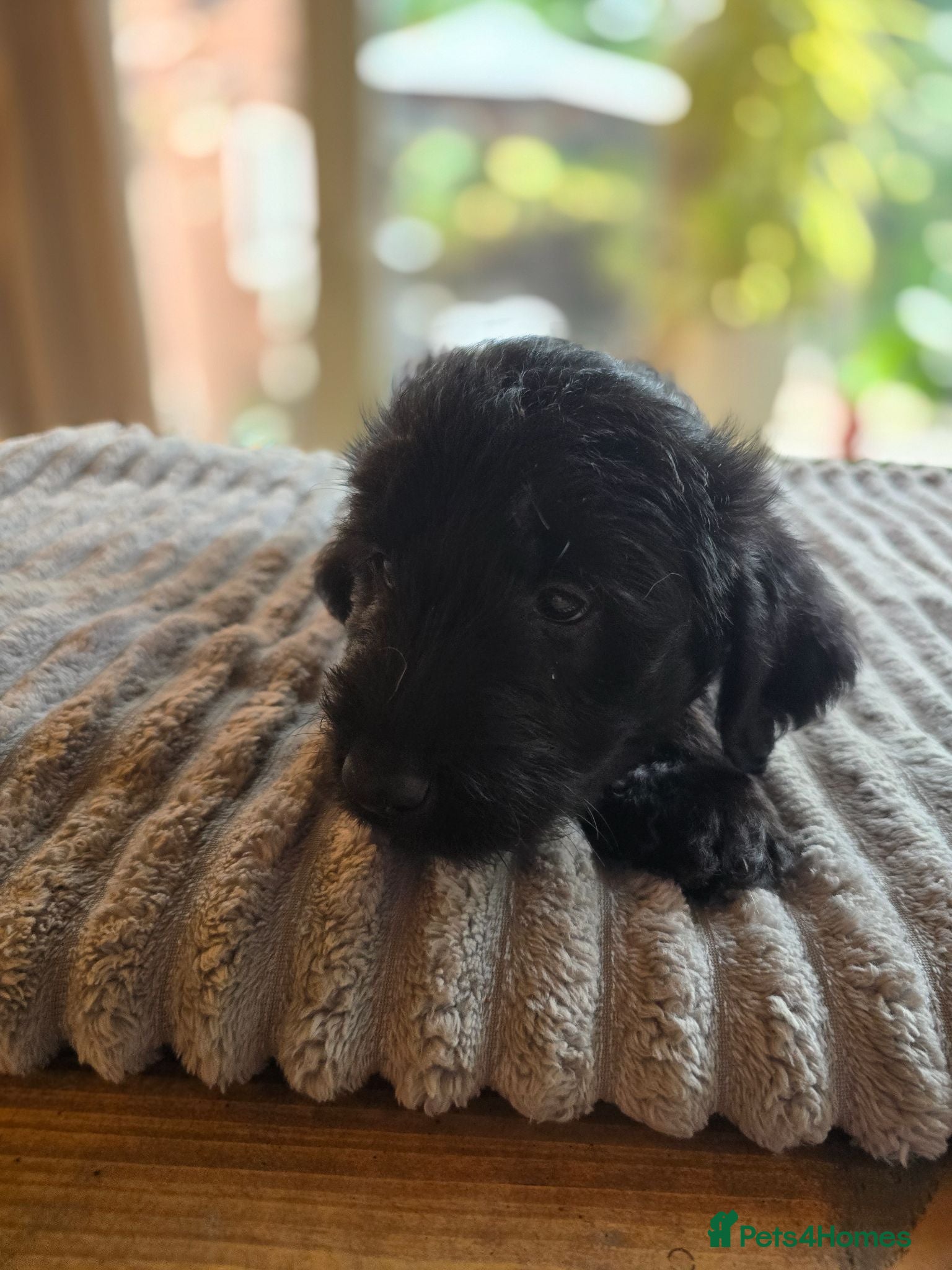 Labradoodle dogs Only 2 left! Beautiful female Labradoodles! - Advert 2