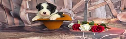 Australian Shepherd dogs for sale: Australian shepherds  - Advert 28