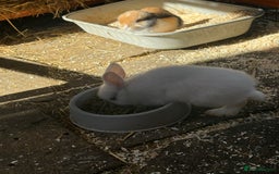 French Lop rabbits for sale: 3 Bunnies - Image 2