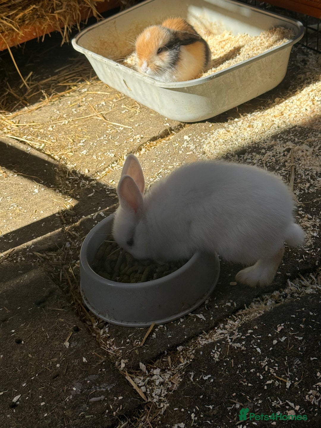 French Lop rabbits for sale: 3 Bunnies - Image 2