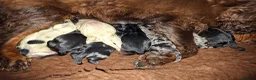 Cockapoo dogs for sale: F1 Cockapoo Pups  - Advert 21