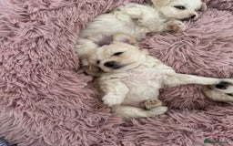 Bichon Frise dogs for sale: 🤍 3 female and 5 male - Image 8