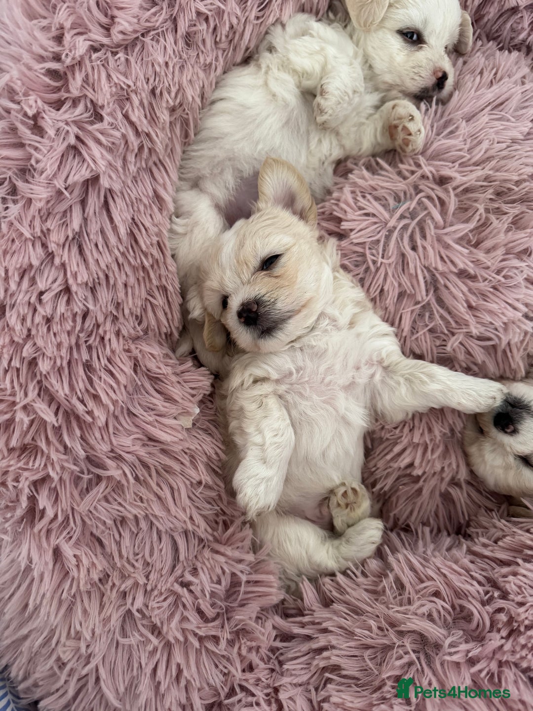 Bichon Frise dogs for sale: 🤍 3 female and 5 male - Image 8