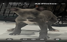 Whippet dogs for sale: 9 weeksold blue whippets ready to leave  - Image 15