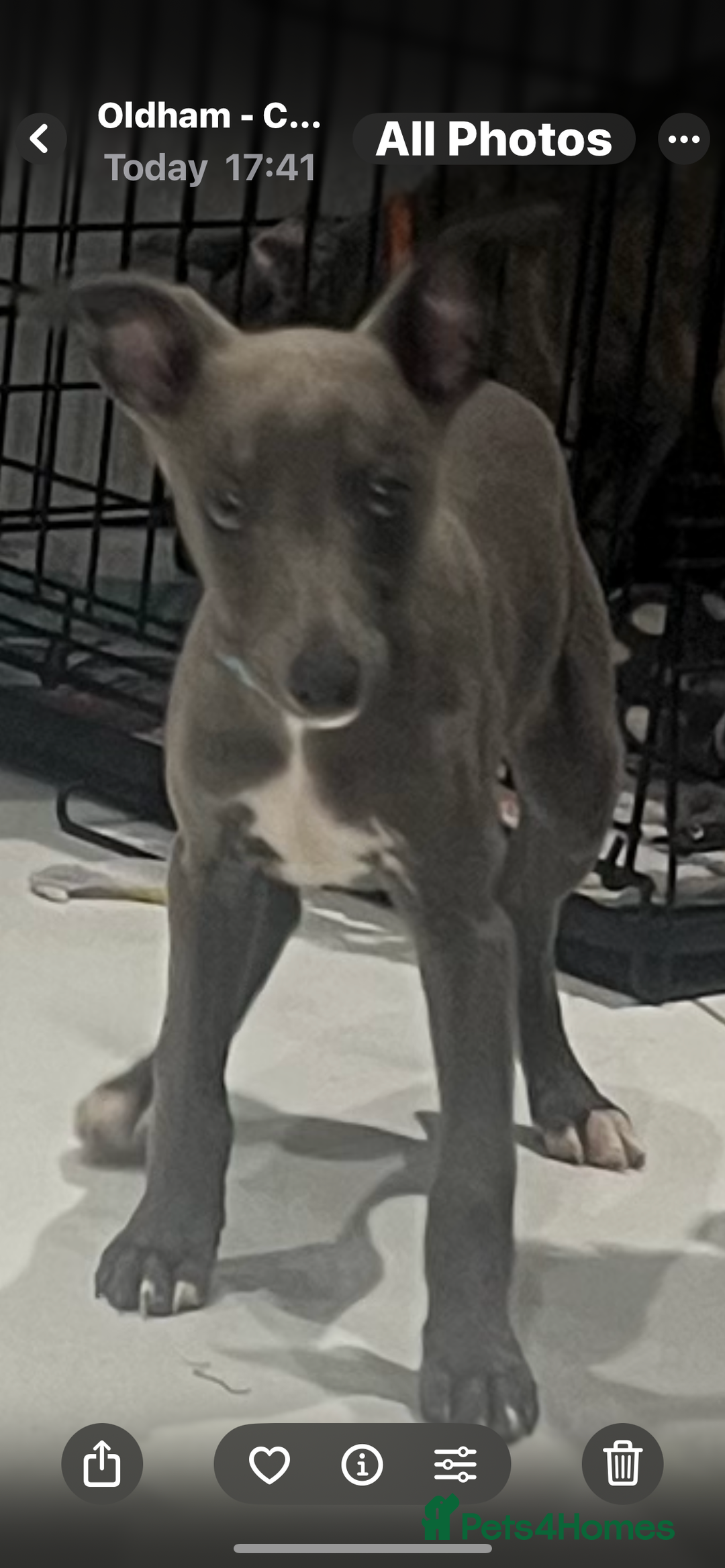 Whippet dogs for sale: 9 weeksold blue whippets ready to leave  - Image 15