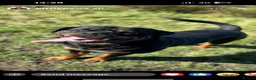 Rottweiler dogs for stud: Rottweiler For Stud - Advert 5