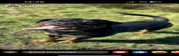 Rottweiler dogs for stud: Rottweiler For Stud - Advert 5
