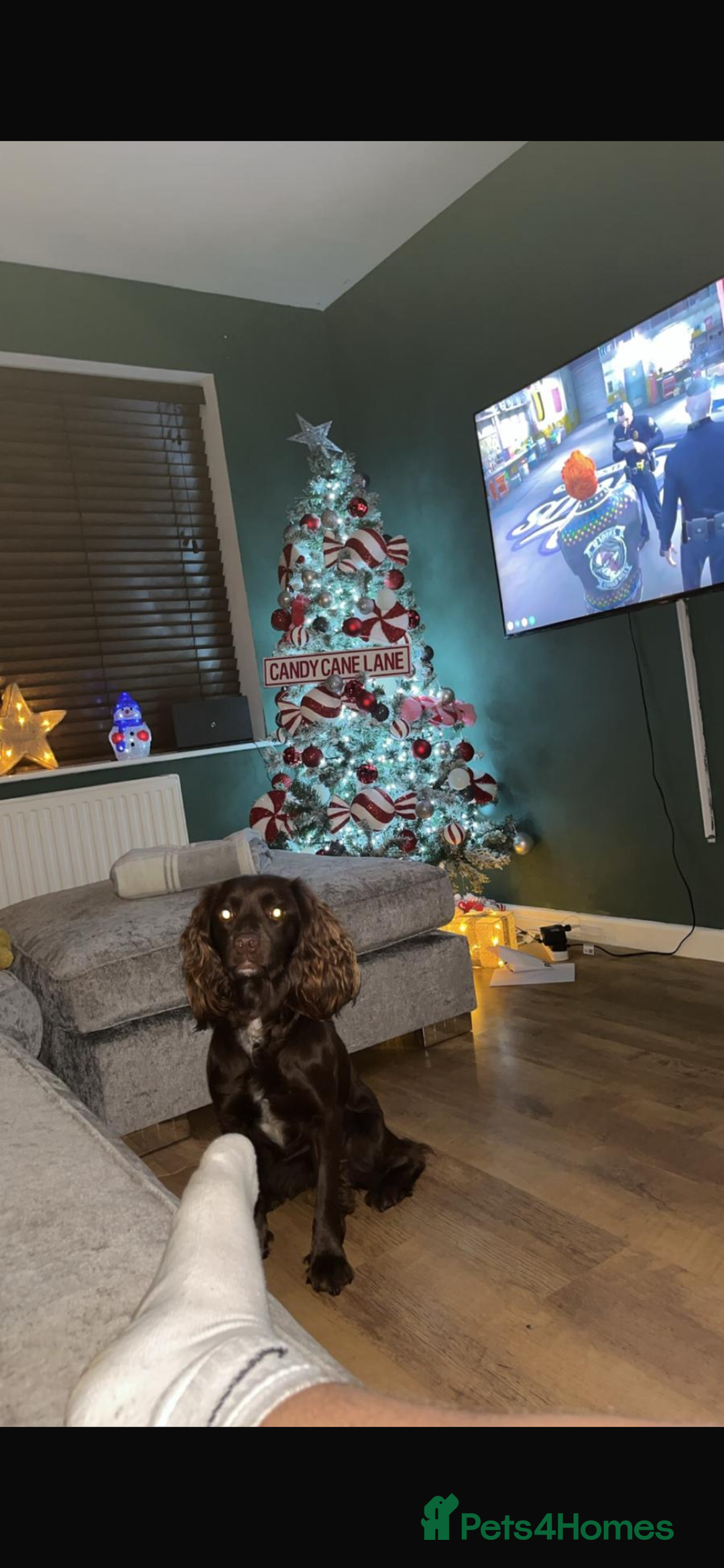 Mixed Breed dogs for sale: 5 BEAUTIFUL SPRINGER/SPROCKER PUPPIES FO SALE  - Advert 6