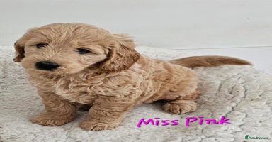 Goldendoodle dogs - Advert 6