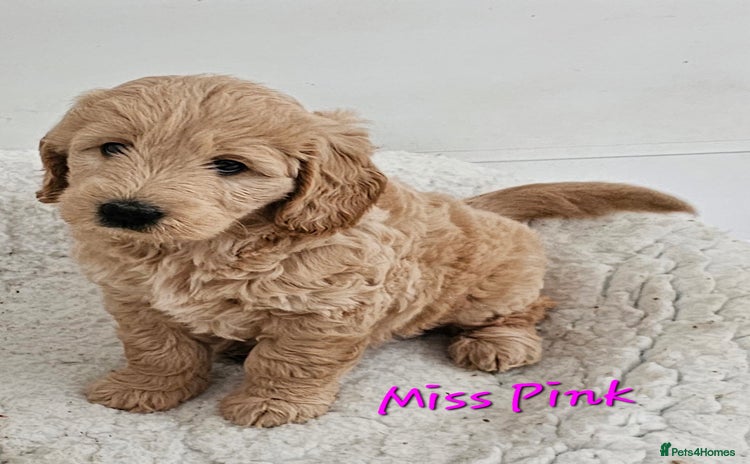 Goldendoodle dogs - Advert 5