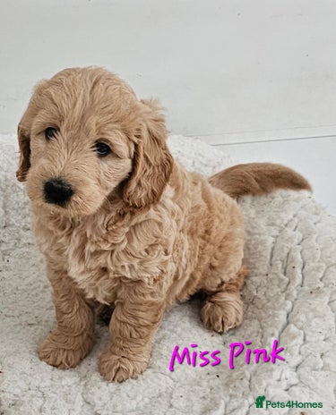 Goldendoodle dogs - Advert 2