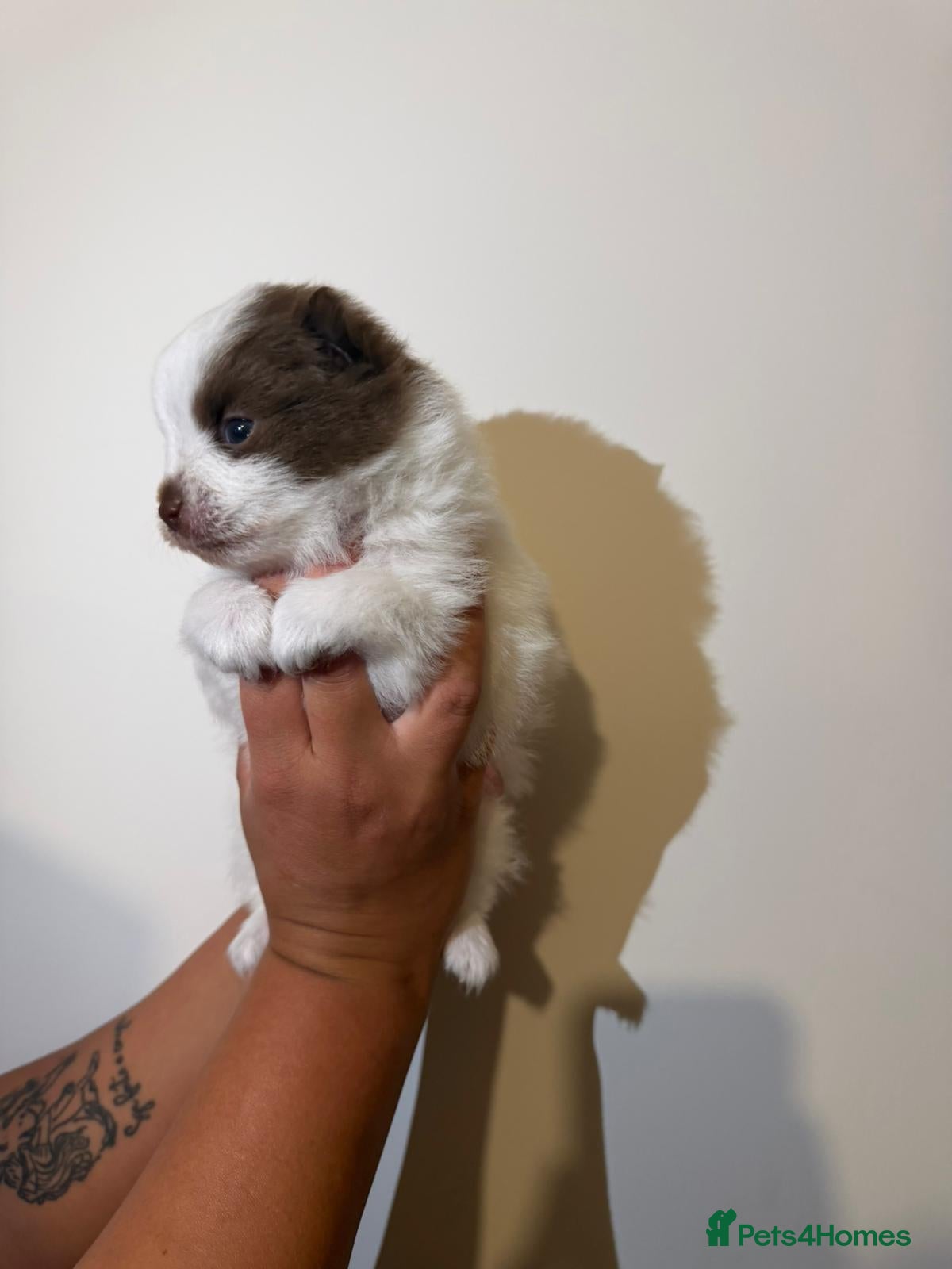 Pomeranian dogs for sale: Adorable Pomerania puppies  - Advert 18