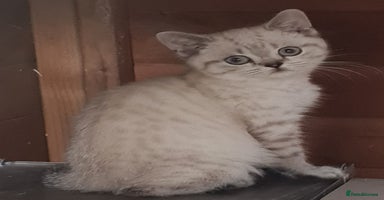 British Shorthair cats - Advert 7