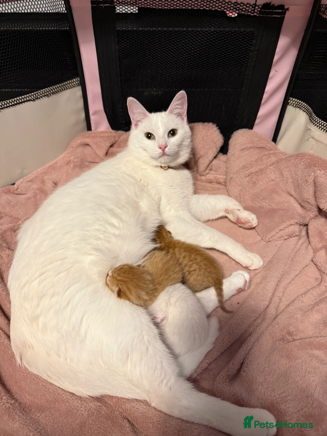 Mixed Breed cats for sale: ** 2 ginger 1 pure white ** - Advert 16