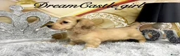 Miniature Dachshund dogs for sale: Ready to leave Kc long coat cream puppies  - Advert 6