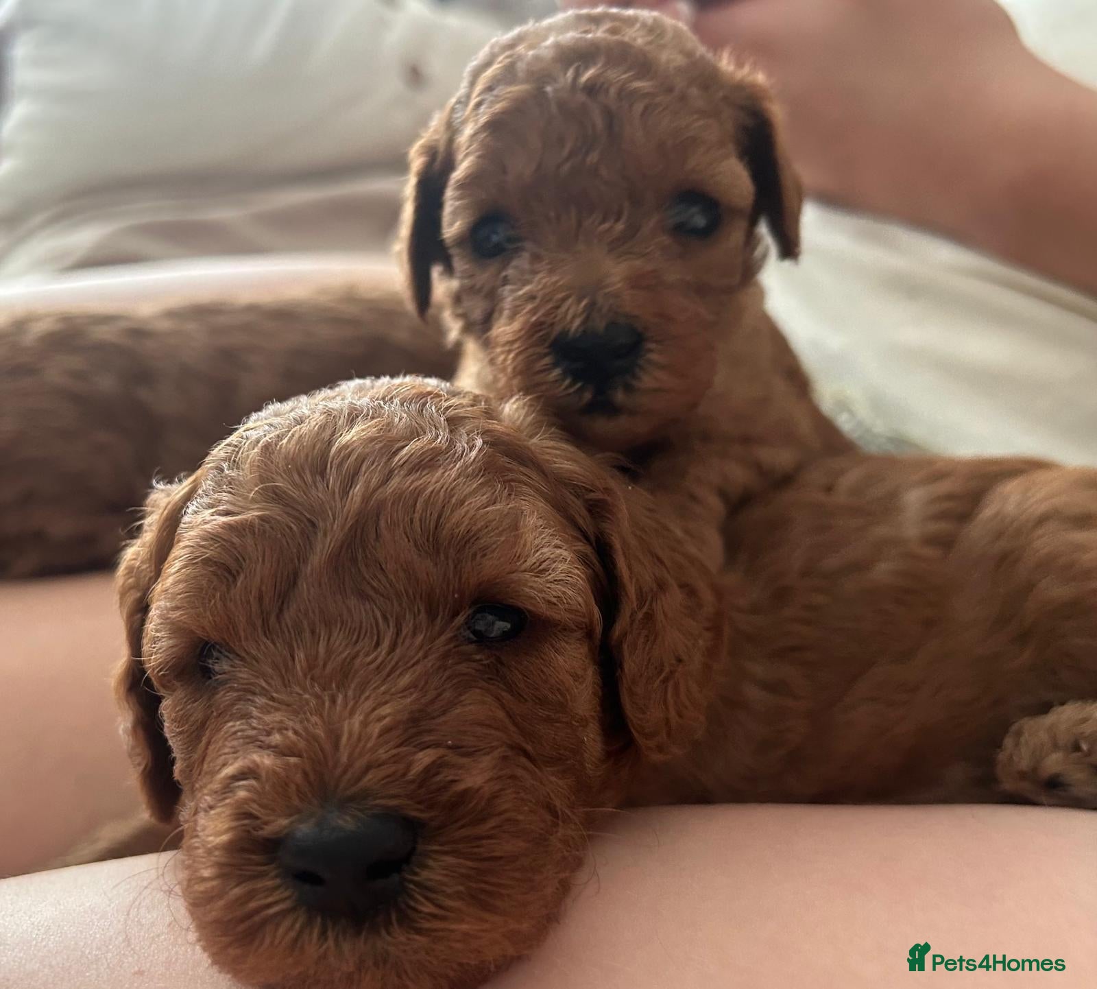 Cavapoo dogs Stunning F1B Cavapoo Pups - Deep Fox Red - Advert 2