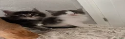 Maine Coon cats for sale: 2 Mainecoon kittens both girls - Advert 3