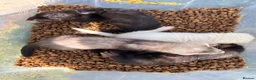 Ferret rodents for sale: Ferrets for sale boys and girls in Newton Aycliffe - Advert 2