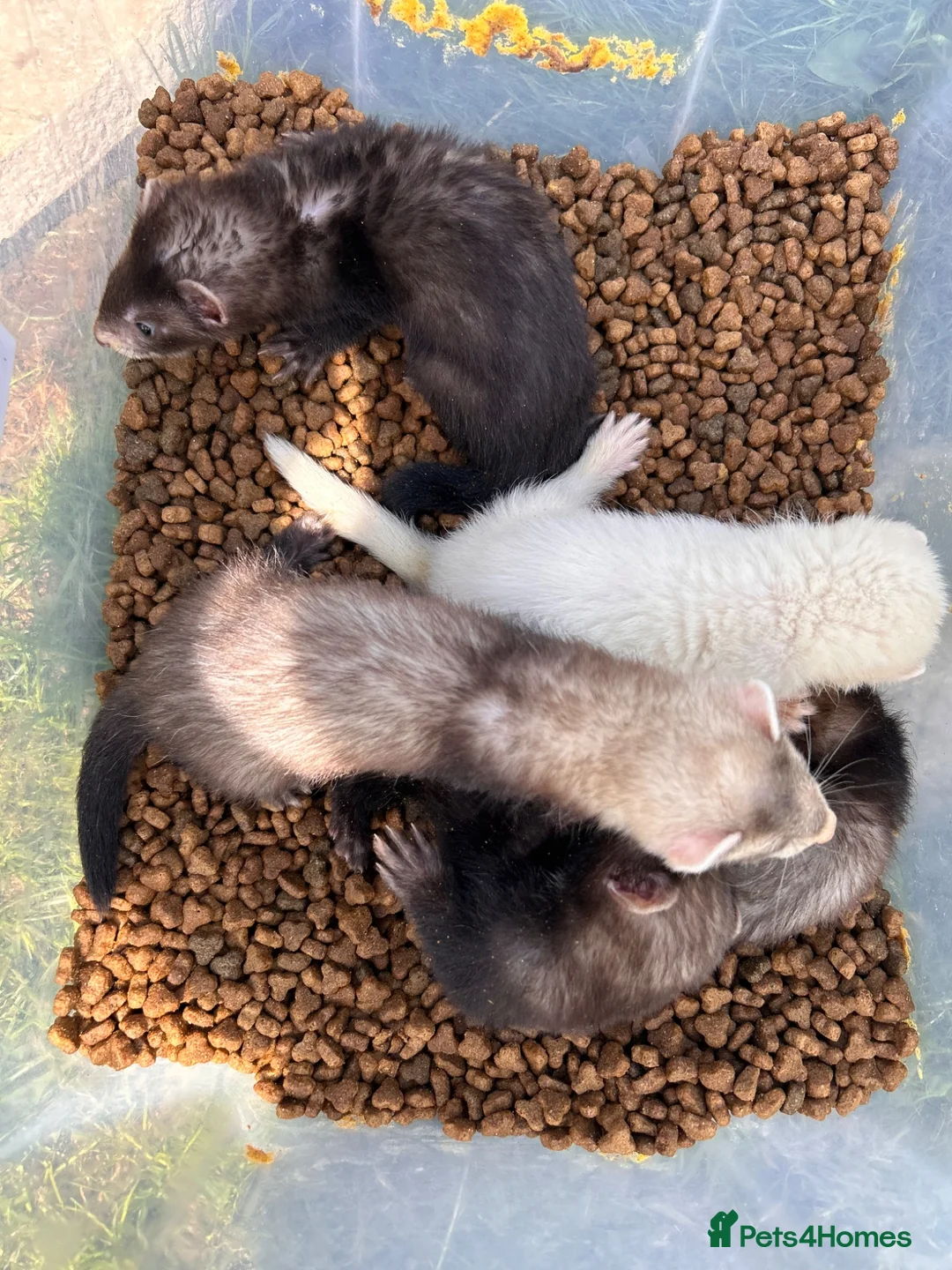 Ferret rodents for sale: Ferrets for sale boys and girls in Newton Aycliffe - Advert 2