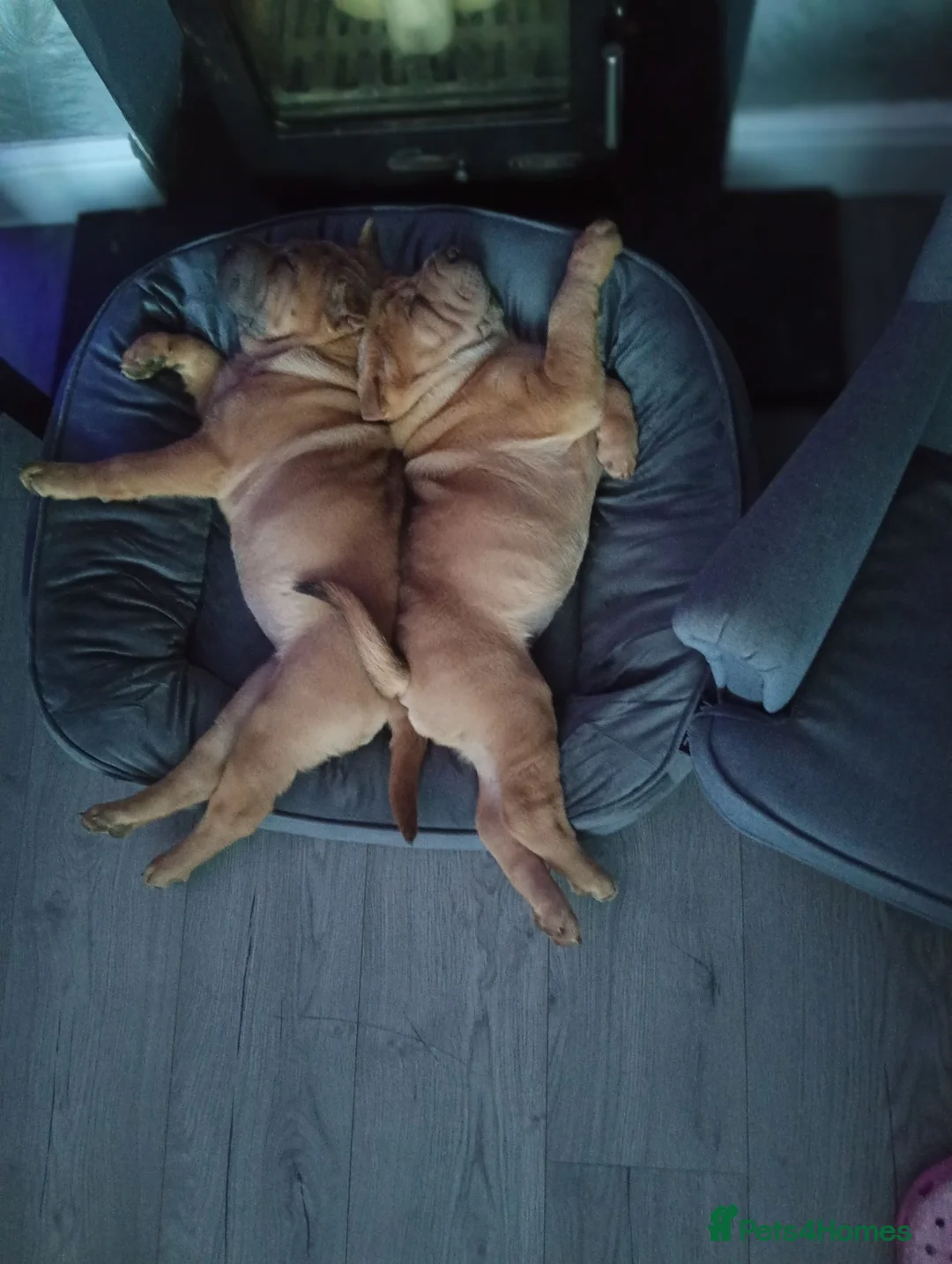 Shar Pei dogs for sale: Sharpei - Advert 4