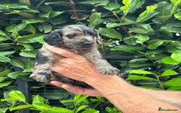 Cockapoo dogs for sale: DNA clear / Licensed Breeder for peace of mind  - Image 2