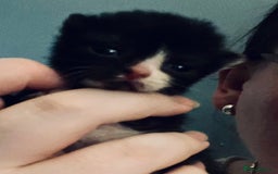 Sphynx cats for sale: Sphynx cross BSH kitten - Image 3