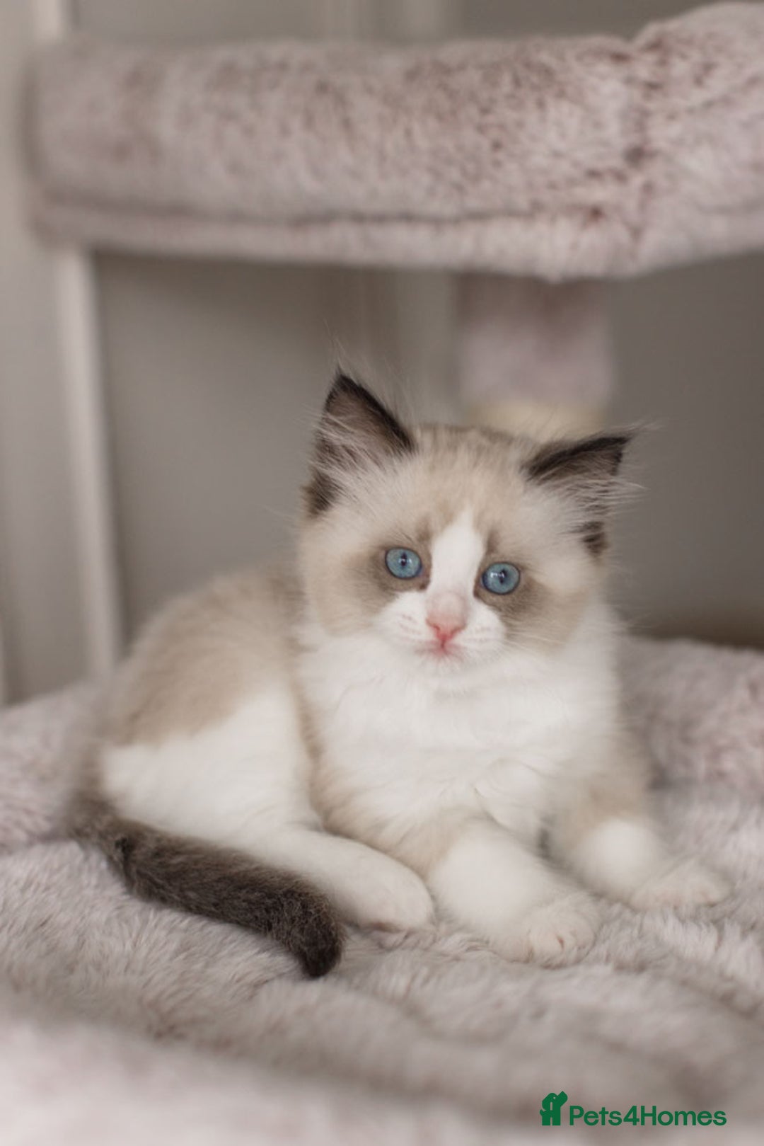 Ragdoll cats for sale: Bicolour and Lynx Ragdoll kittens - Advert 16
