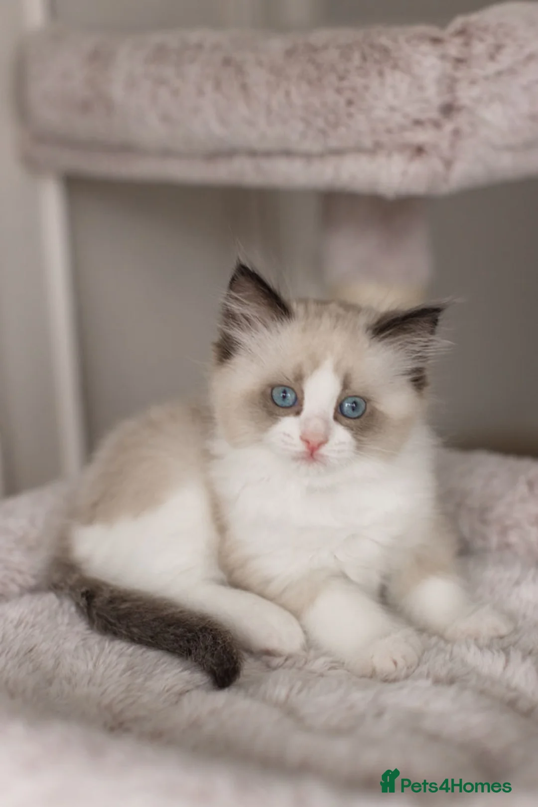 Ragdoll cats for sale: Last Blue Bicolour Ragdoll female available  - Advert 14