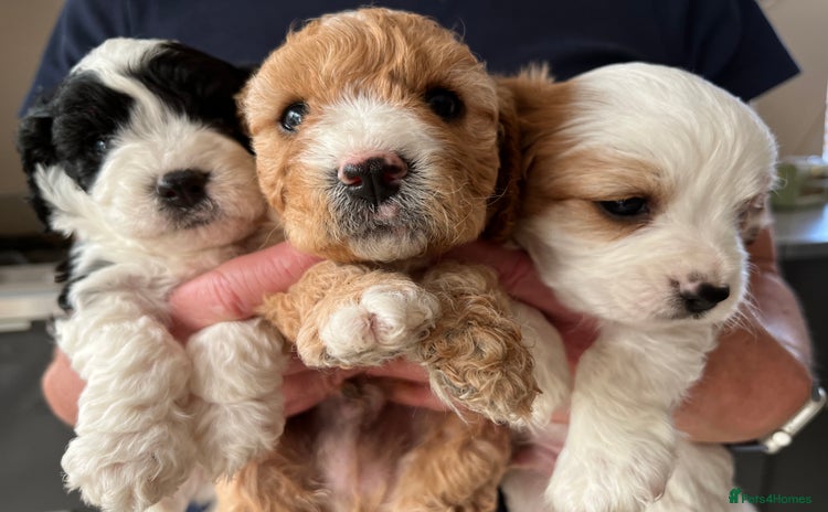 Cavapoo dogs - Advert 1