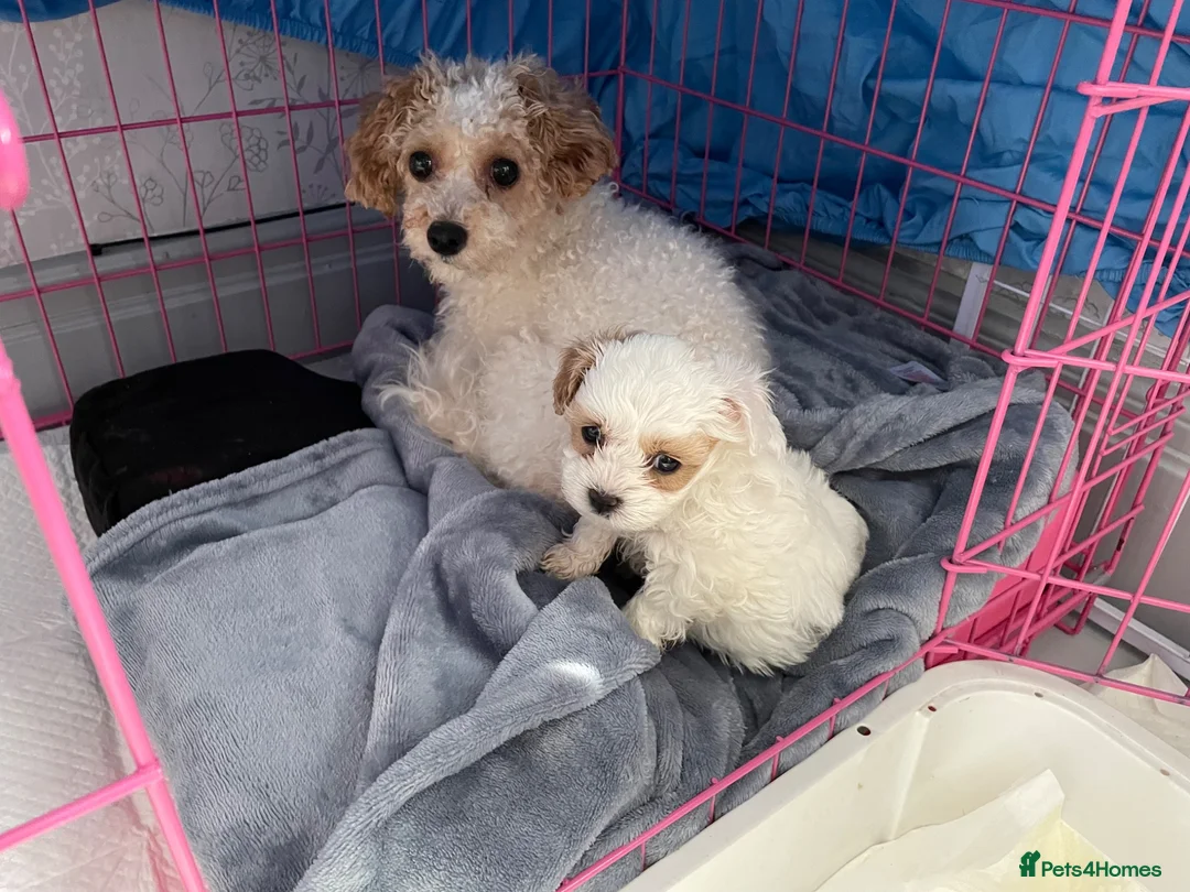 Maltipoo dogs for sale: Tiny maltipoo puppies  - Advert 24