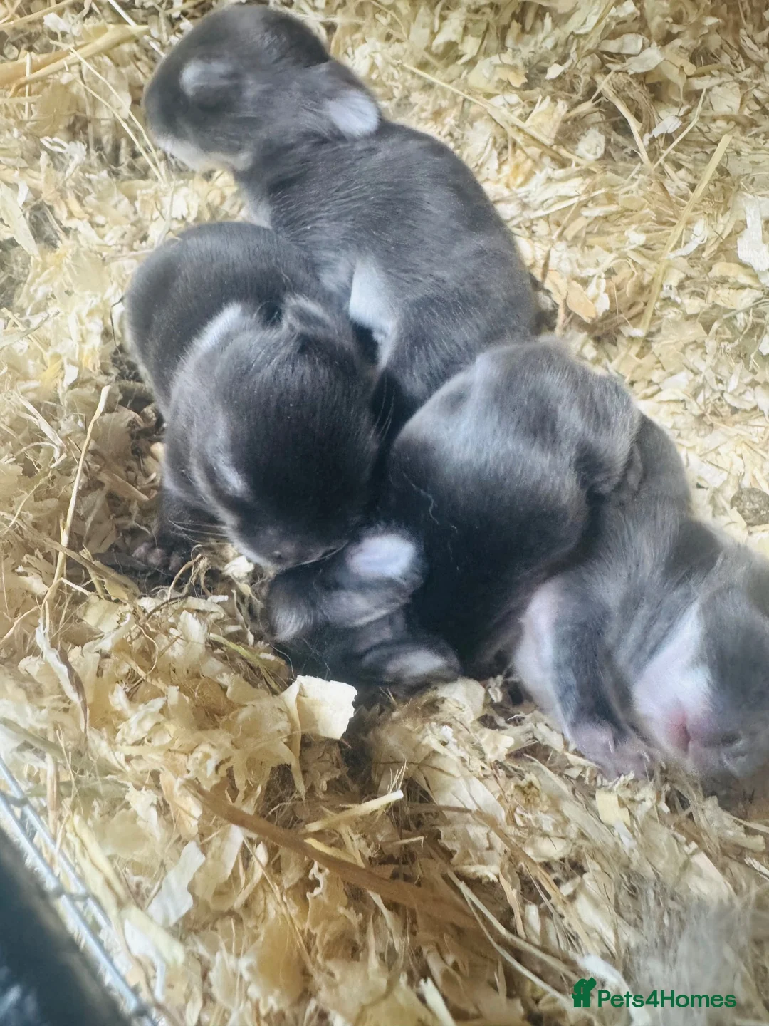 Netherland Dwarf rabbits for sale: “”BLUE OTTER”” Netherland dwarf bunnies - Advert 4