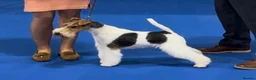 Fox Terrier dogs for sale: Kc registered wire fox terriers  - Advert 2