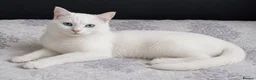 Siberian cats for sale: 4 kittens for sale - Advert 30