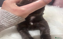 Sprocker dogs for sale: DNA CLEAR SUPERB QUALITY  LITTER🎃 - Image 6