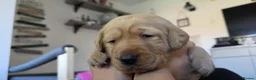 Labrador Retriever dogs for sale: Little Labradors, Ready for Their Next Adventure in Derby - Advert 12