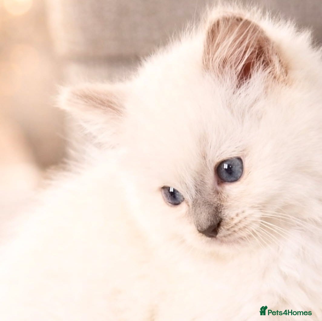 Ragdoll cats Lilac tica registered ragdolls Active  - Advert 16