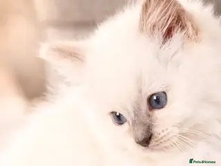 Ragdoll cats Lilac tica registered ragdolls Active - Advert 16