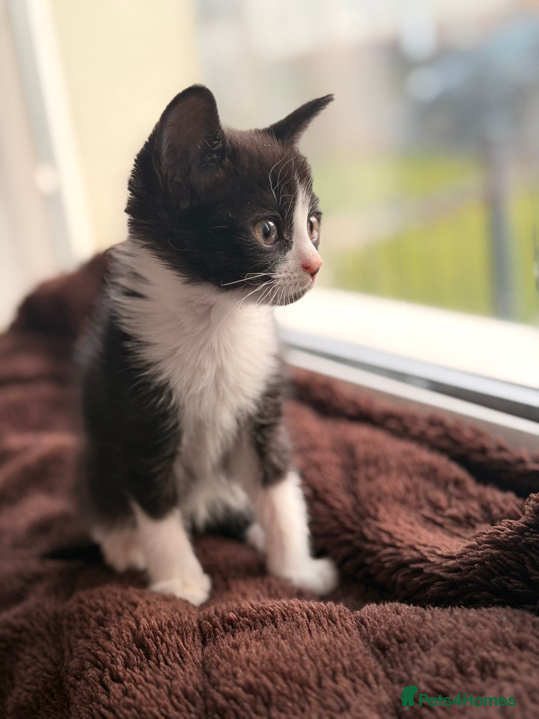 Mixed Breed cats for sale: Mixed breed kittens  - Advert 9