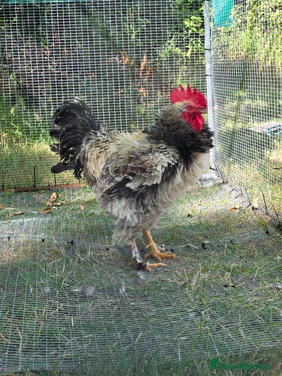 Hens poultry for sale: Sussex-frizzle quad 3 hens&cockerel - Advert 2