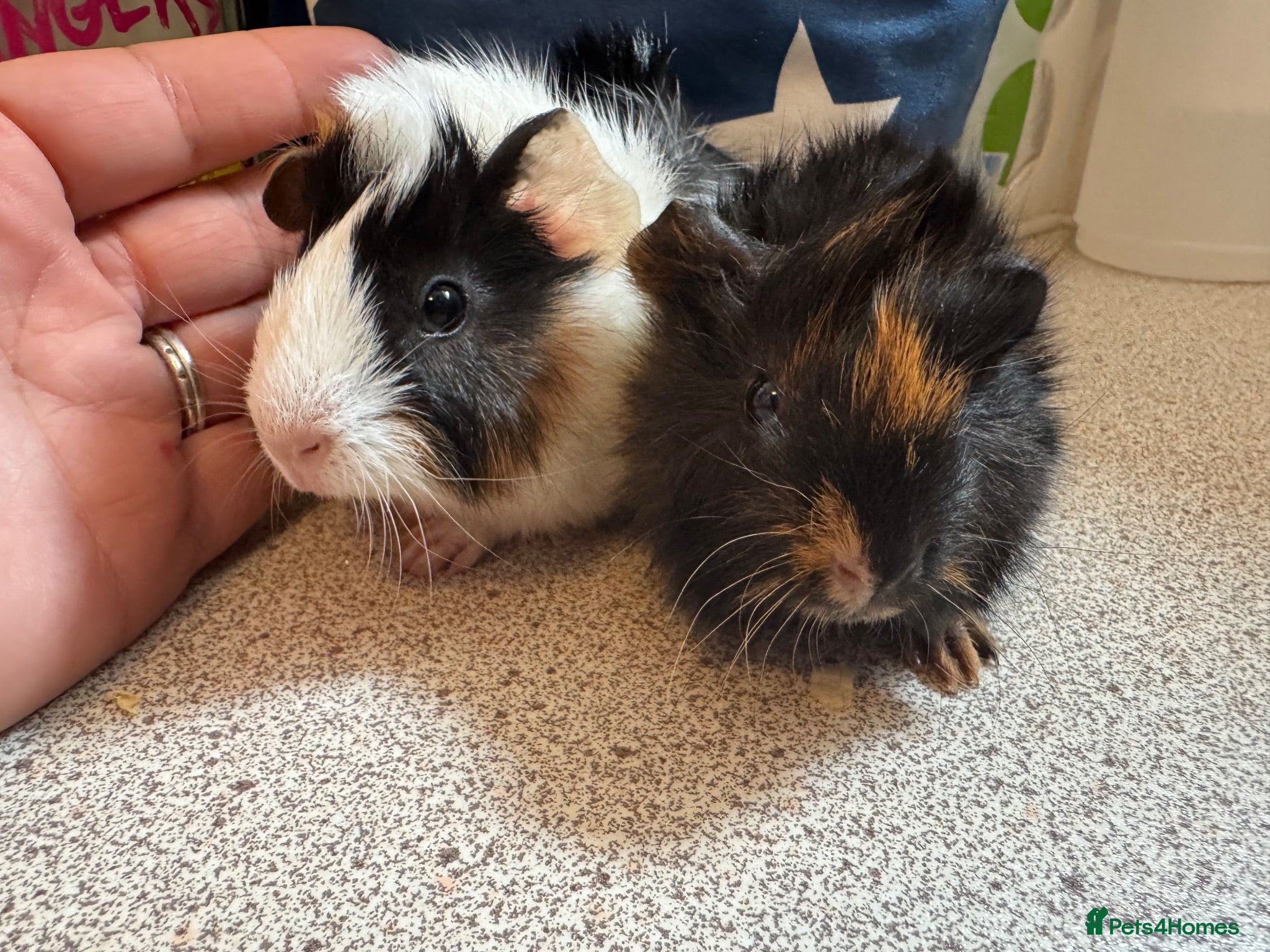 Guinea Pig rodents Beautiful baby piggies  - Advert 15