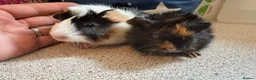Guinea Pig rodents for sale: Beautiful baby piggies  - Advert 10