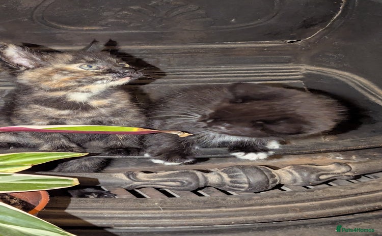 British Longhair cats - Advert 1