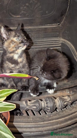 British Longhair cats - Advert 1