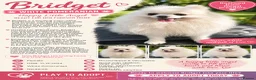 Pomeranian dogs for adoption: BRIDGET – White Pomeranian - Advert 2