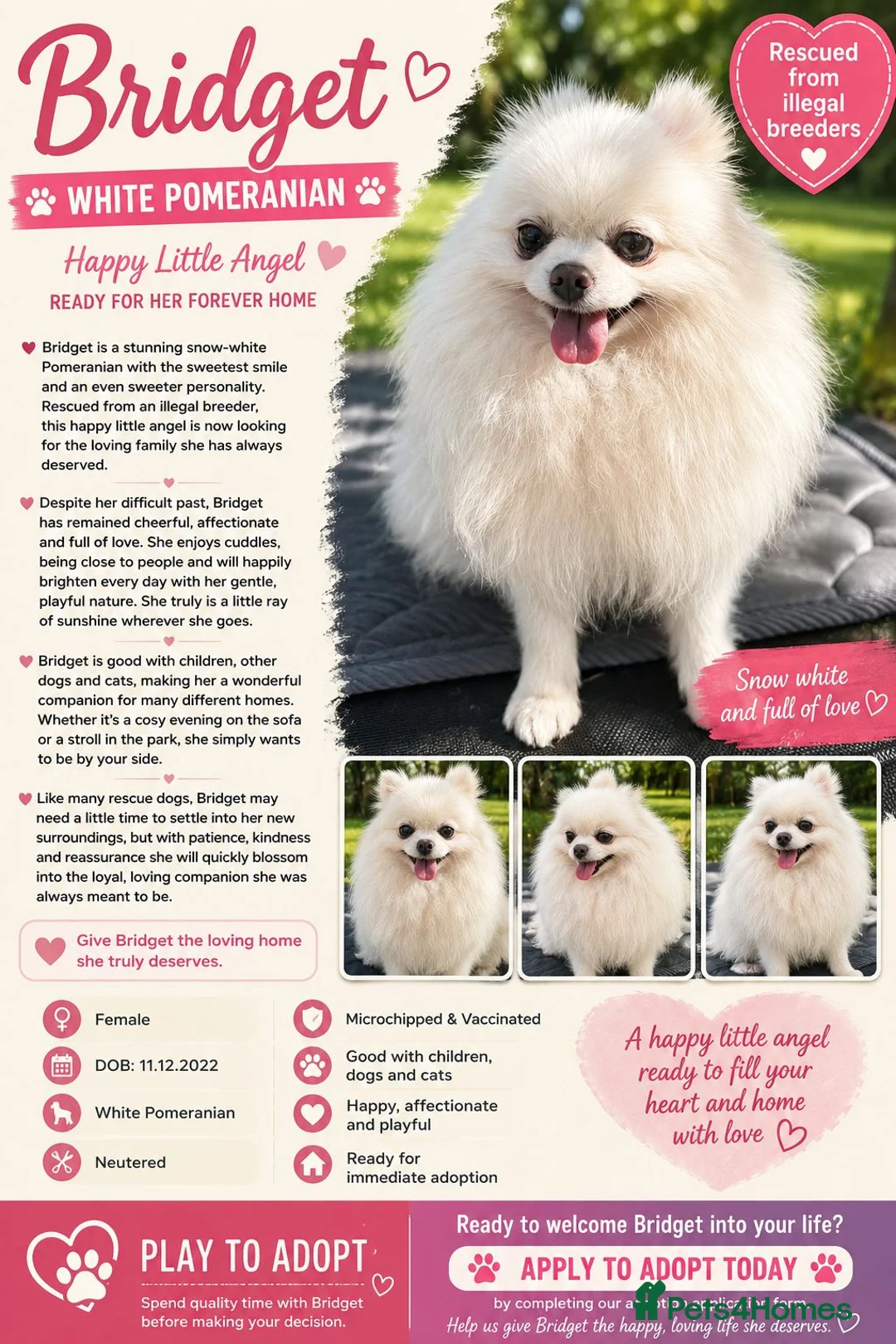 Pomeranian dogs for adoption: BRIDGET – White Pomeranian - Advert 2