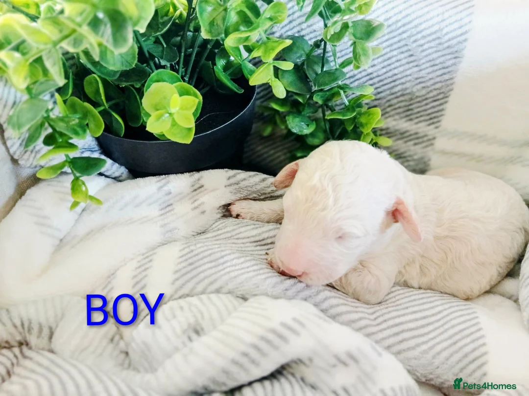 Cockapoo dogs for sale: Beautiful cockapoo puppies- 4boys & 1 girl - Advert 2